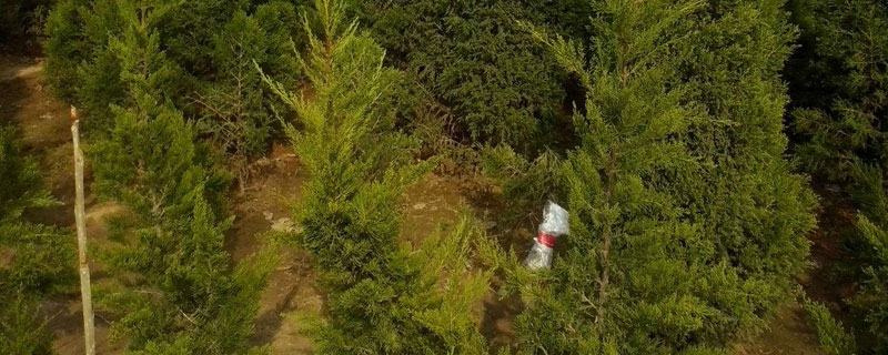 四季松的種植與管理