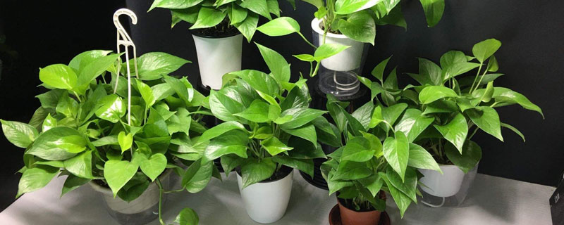 自動吸水綠蘿養殖方法