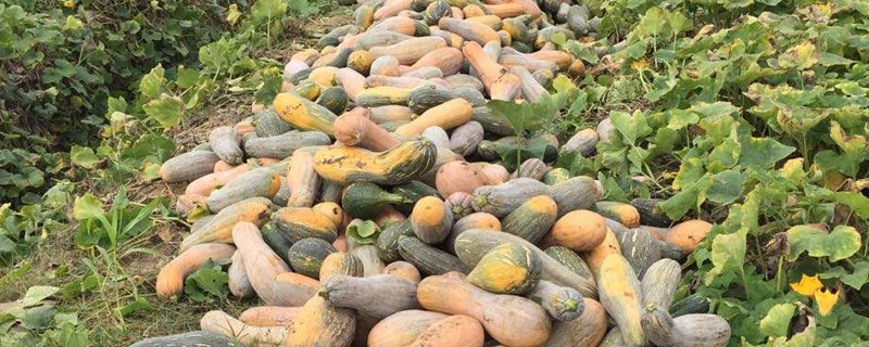 蜜本南瓜畝產(chǎn)量