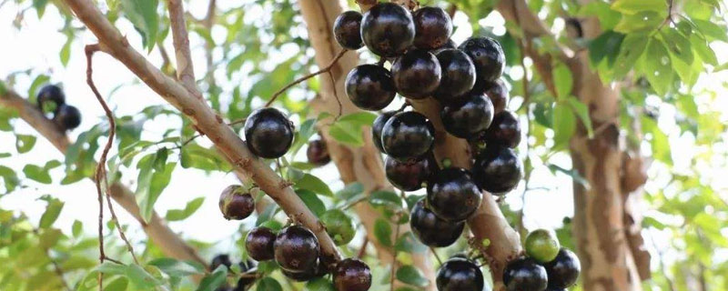 嘉寶果幾年結(jié)果