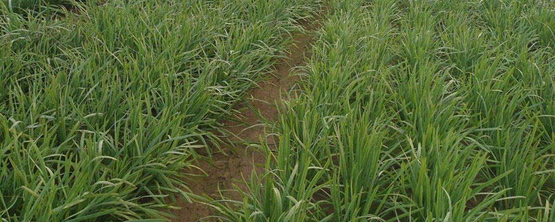 韭菜的移植方法和時(shí)間