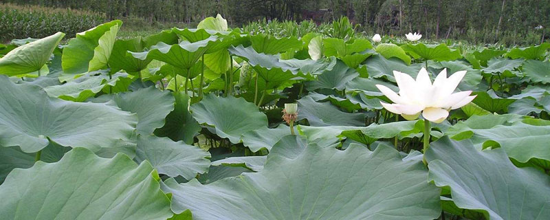 南斯拉夫雪蓮藕種子種植