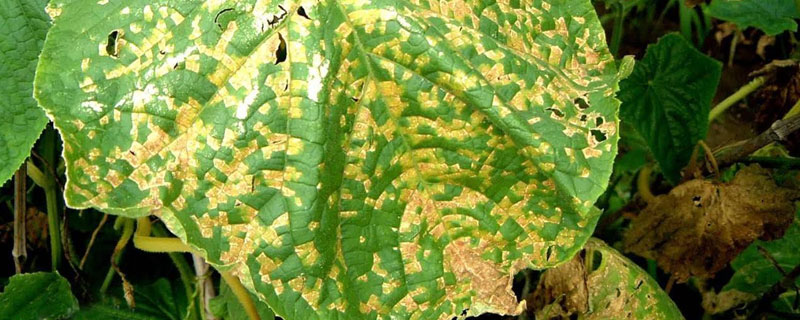 黃瓜霜霉病特效藥