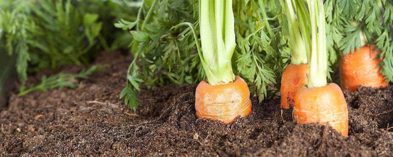 春胡蘿卜種植時(shí)間