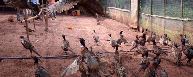 適合農村的養(yǎng)殖項目