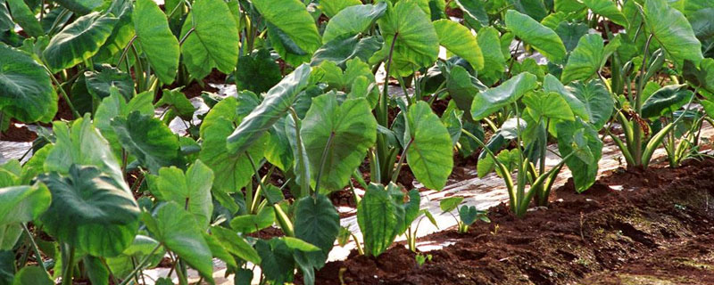 香芋的種植方法和時間