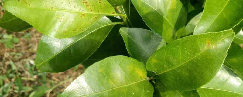 代森錳鋅使用方法