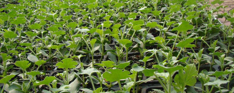 嫁接西瓜苗種植技術