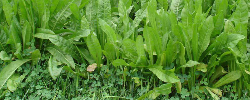 將軍菊苣牧草種植方法