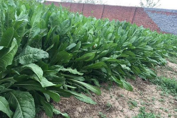 將軍菊苣牧草種植方法