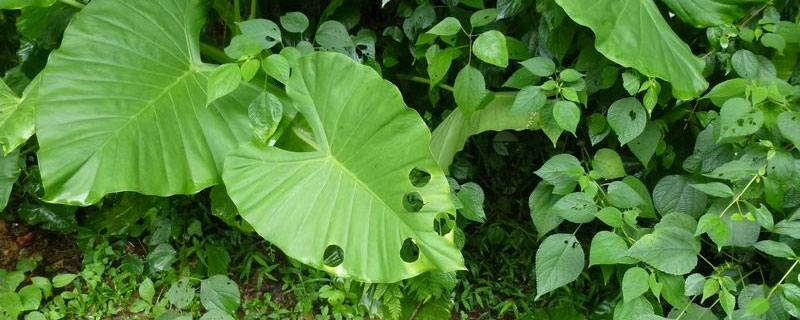 敵百殺蟲劑使用方法