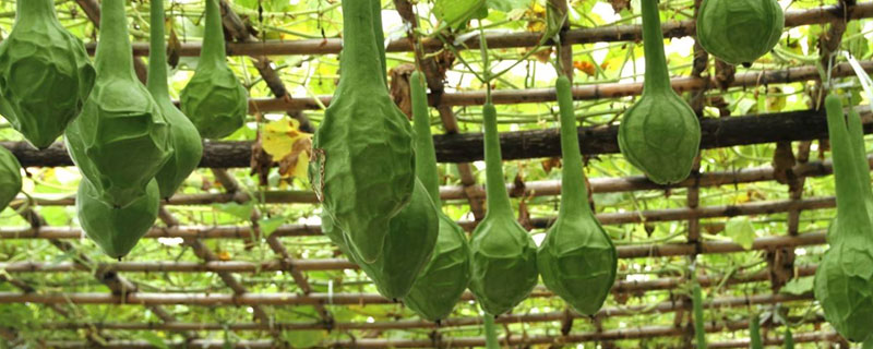 鶴首葫蘆的種植方法