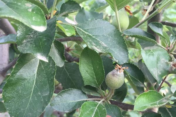 蘋果小葉病的治療方法