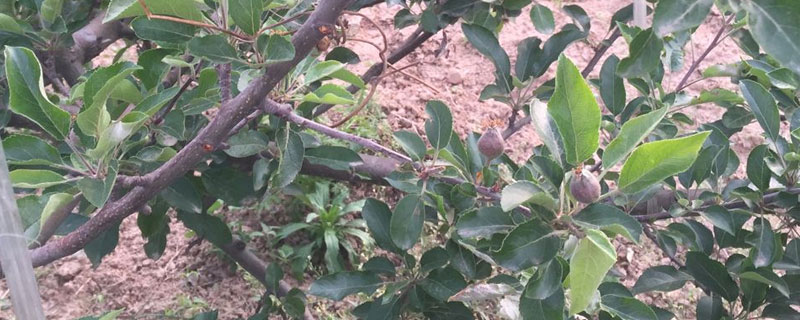 蘋果小葉病的治療方法