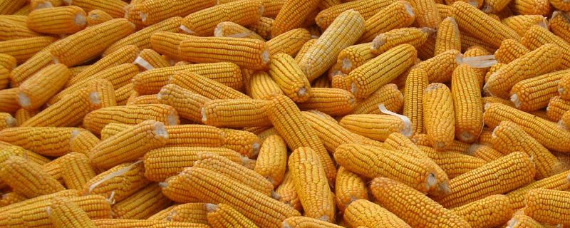 利合328玉米種子介紹