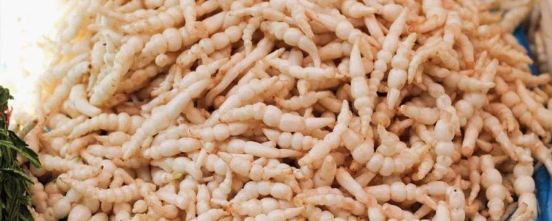 螺絲菜種植方法與產量