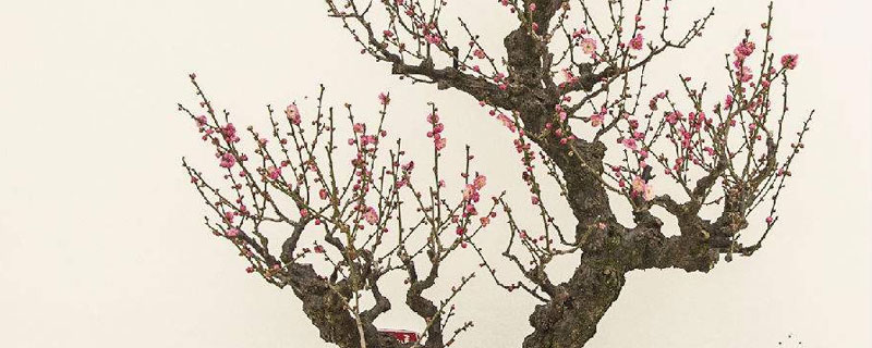 盆栽干枝梅的養殖方法