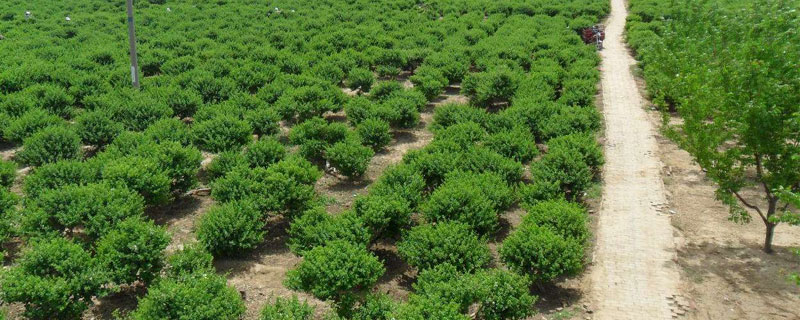 苗木種植的技術標準