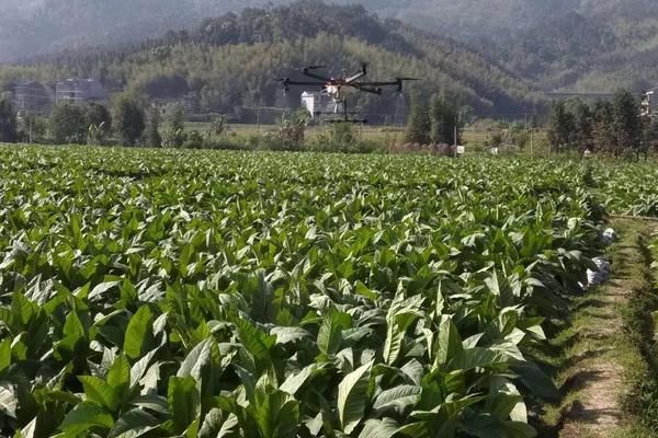 紅糖自制葉面肥的配方