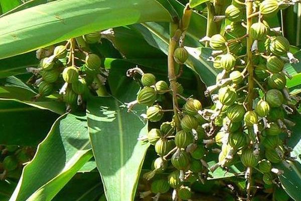 紅糖自制葉面肥的配方