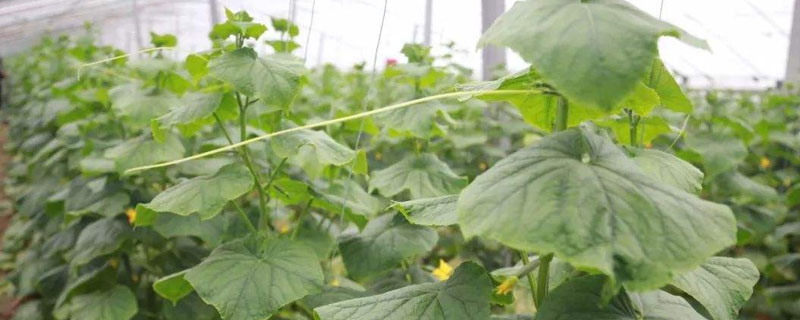 紅糖自制葉面肥的配方