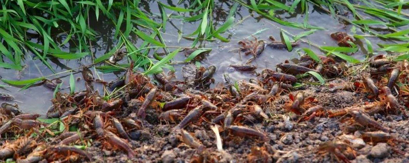 小龍蝦苗在哪里有