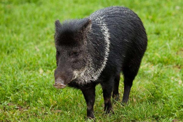 北方養殖好項目