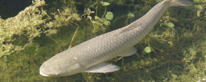 草魚病診斷與治療