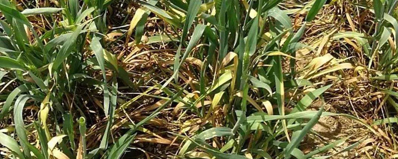 小麥紋枯病的防治方法