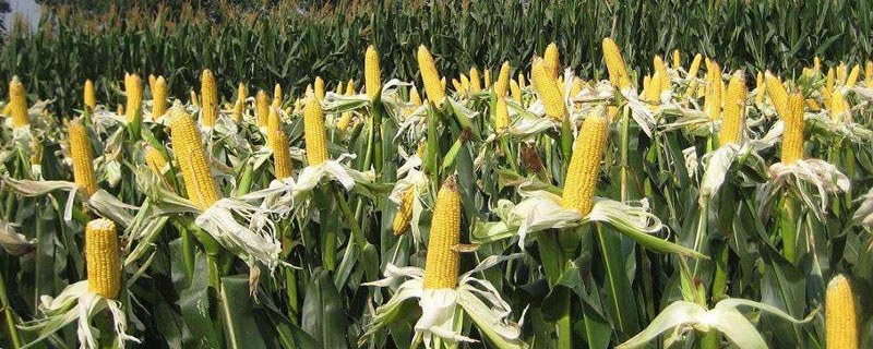 玉米高產栽培技術措施