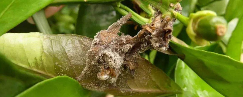 防治灰霉病特效藥有哪些