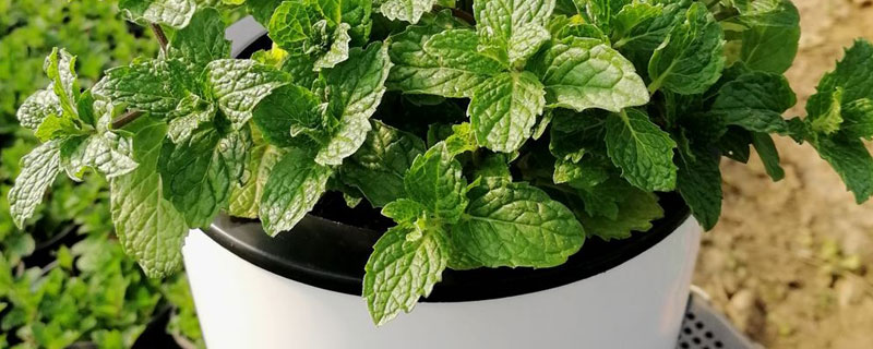 盆栽薄荷的養殖方法和注意事項