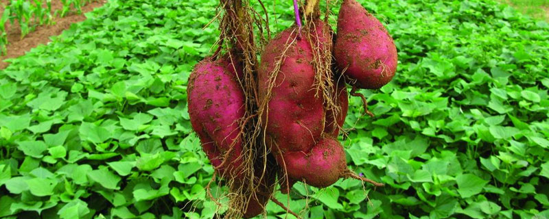 普薯32紅薯品種介紹