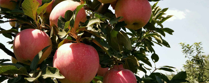 蘋果樹苗新品種