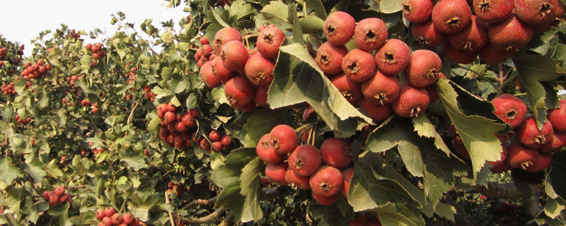 山楂的種植方法