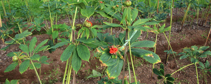 重樓種植一畝要多少苗