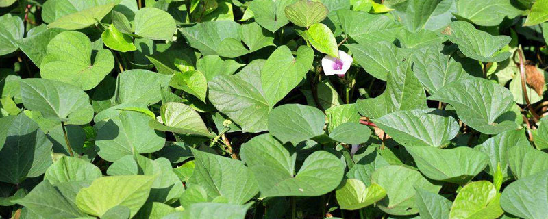 菜用紅薯葉種植方法