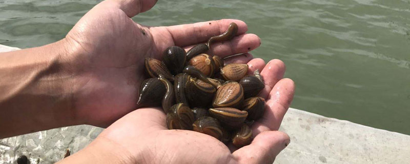一畝田養殖水蛭的成本是多少