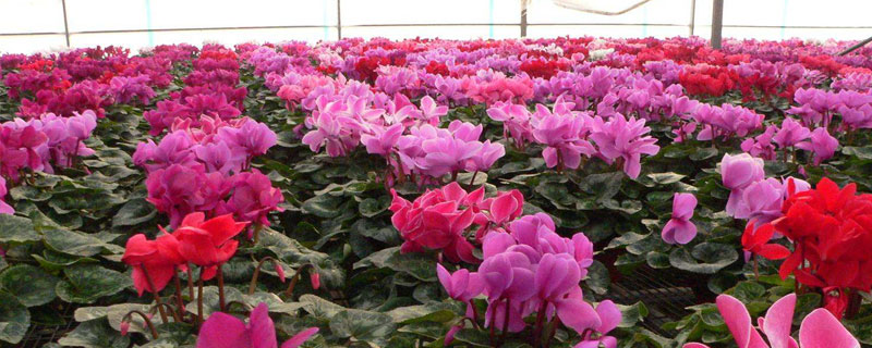 仙客來的養(yǎng)殖方法和注意事項冬天