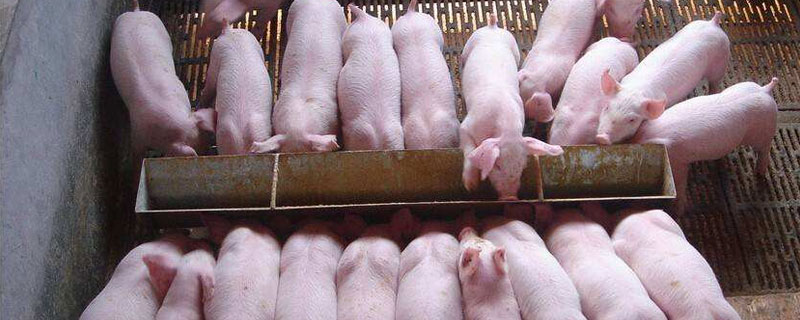仔豬斷奶三種方法