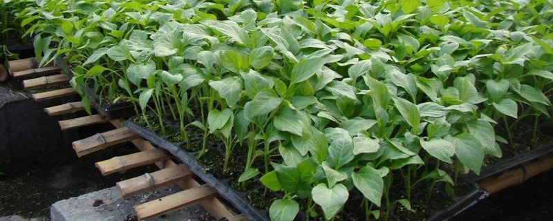 什么時候育辣椒苗