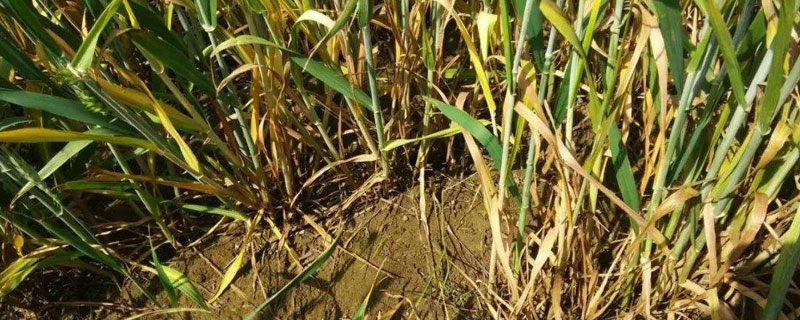 小麥黃葉病打什么藥