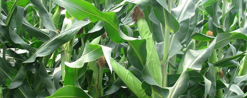 金海2010玉米品種介紹