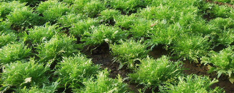 苦菊的種植方法和時間