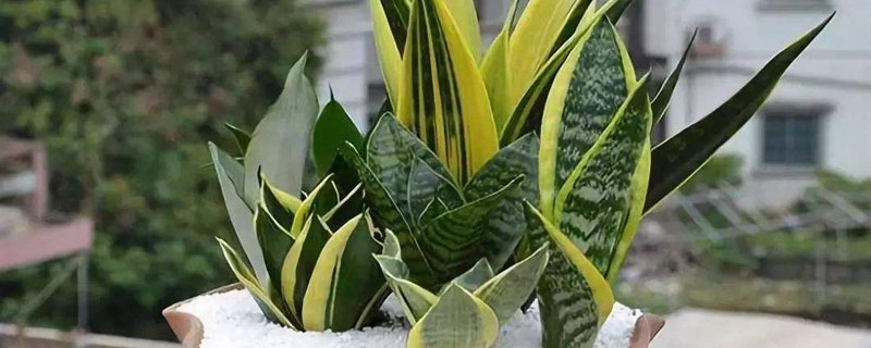 虎尾蘭養殖方法