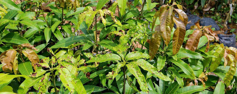 吡蟲啉與啶蟲脒的區別有哪些