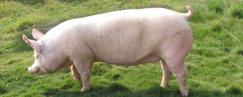 判斷母豬是否懷孕竅門(mén)