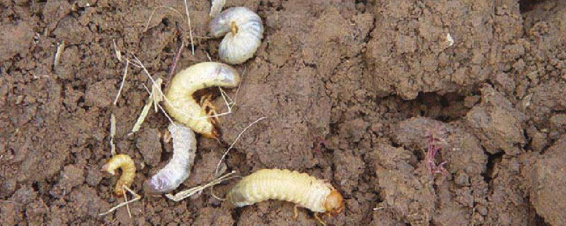 蠐螬怎么能殺光