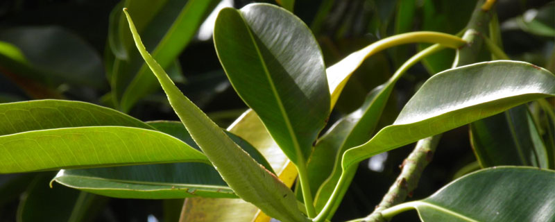 橡皮樹的養(yǎng)殖方法和注意事項