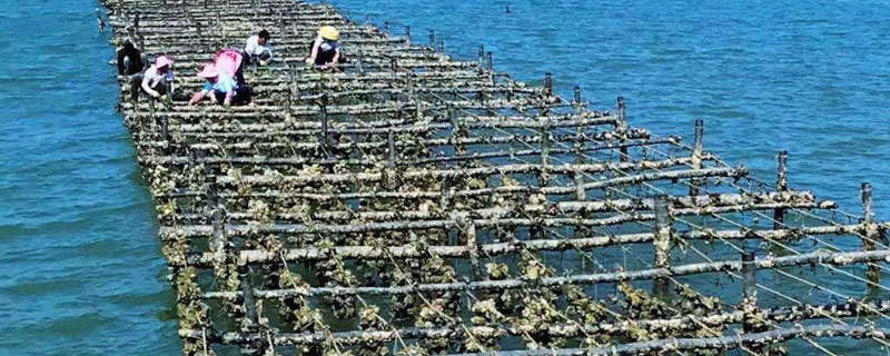 生蠔怎么養殖